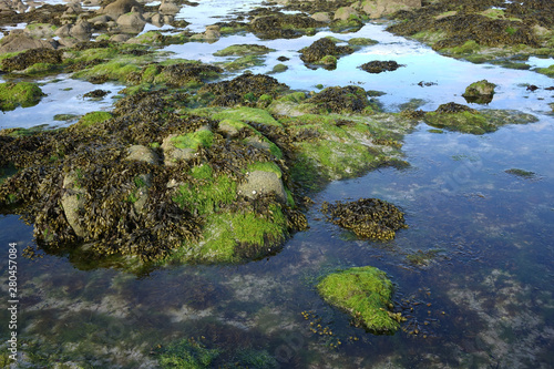 France. Bretagne. Close up of green seaweed