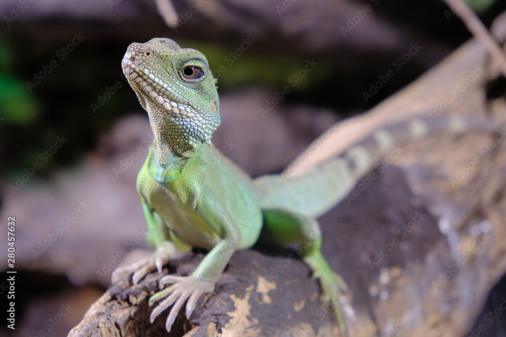Physignathus cocincinus , chinese water dragon Physignathus cocincinus , chinese water dragon