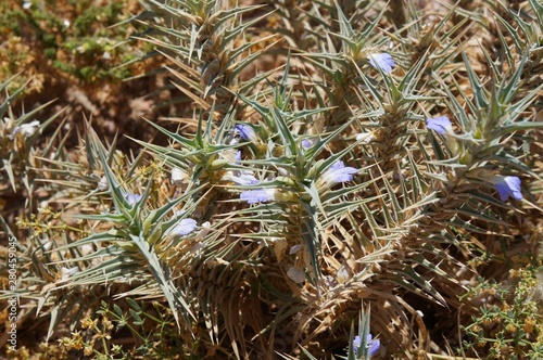 Blepharis ciliaris flowers