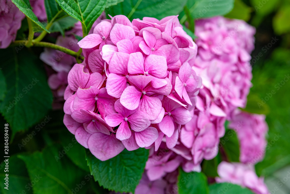 Flowers pink hydrangea. Branches of the beautiful pink hydrangea. Flower background.
