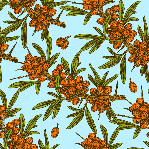 Vintage color seamless pattern. Sea buckthorn branch and berries on blue background. Engraving style. Vector illustration.