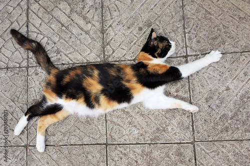 Beautiful calico cat mom lying on the stone floor in a pose like flies or jumps, money cat, Maneki Neko