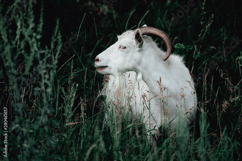 Close-up portrait of white adult goat grassing photo