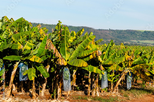 Foto Banana tree plantation