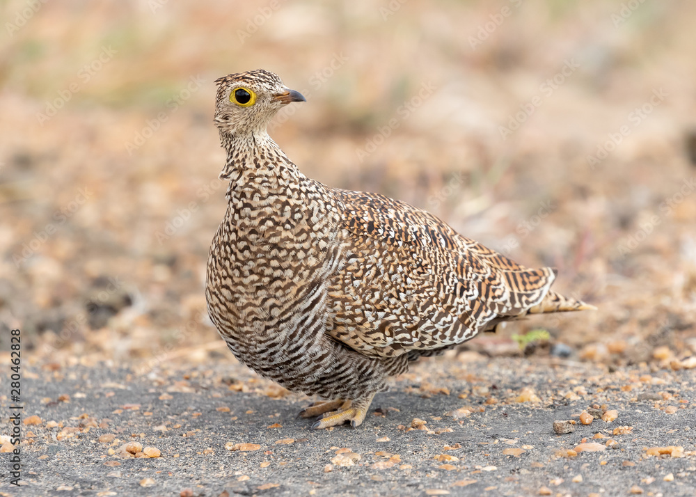 One female double-banded sandgrouse standing in Kruger National Park in South Africa One female double-banded sandgrouse standing in Kruger National Park in South Africa