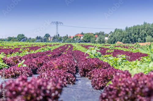 Low angle view of a crop in a farm field
