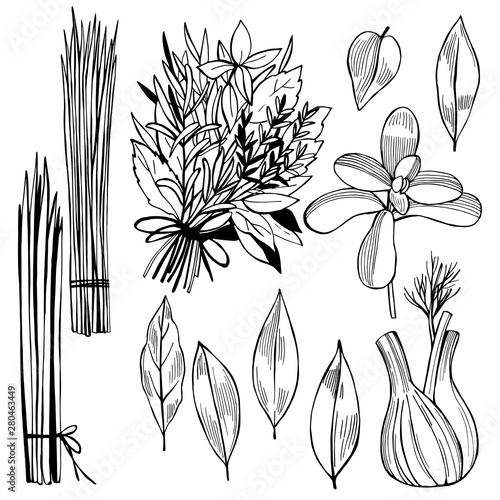  Hand drawn spicy herbs. Rosemary. Vector sketch  illustration.