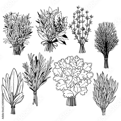  Hand drawn spicy herbs. Rosemary. Vector sketch illustration.