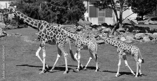 The giraffe close up (Giraffa camelopardalis) is an African even-toed ungulate mammal, the tallest of all extant land-living animal species, and the largest ruminant.