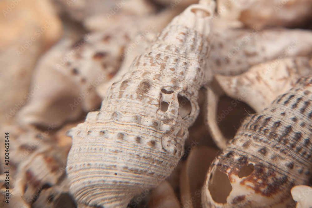 sea shells macro sea shells macro