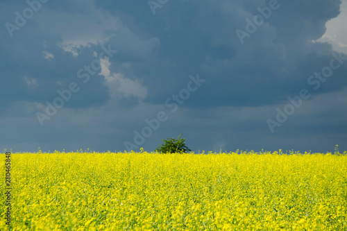  yellow field blue sky contrast