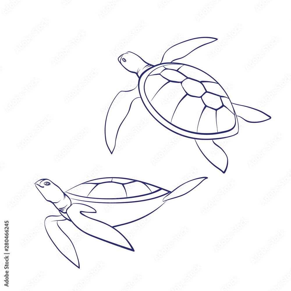 Vector Outline Cartoon Sea Turtles Graphic Underwater Animal Illustration Isolated On White Background For Coloring Book Stock Vector Adobe Stock