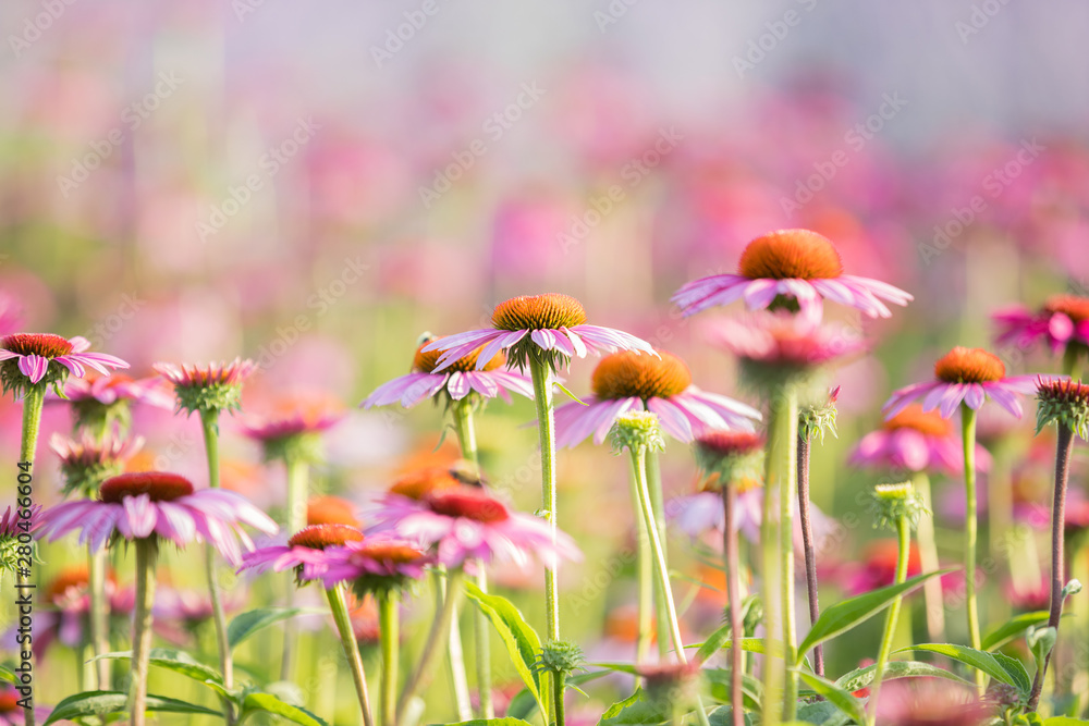 A Field Of Echinacea Flower On A Warm Sunny Day, Selective Focus On One Flower - obrazy, fototapety, plakaty 