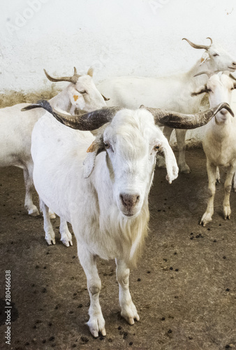 Flock of white goats in milking farm