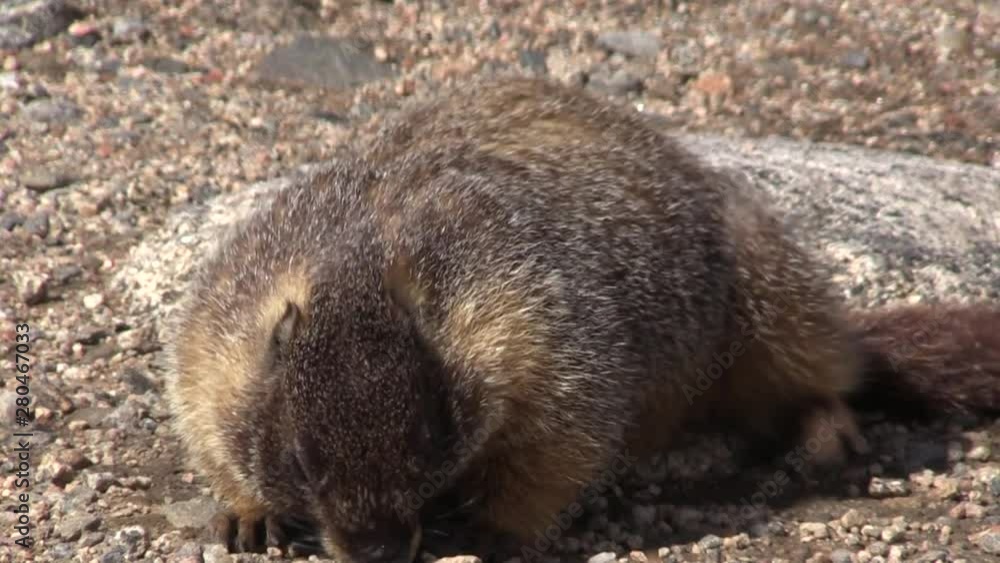 Cute Yellow Bellied Marmot in Summer Cute Yellow Bellied Marmot in Summer