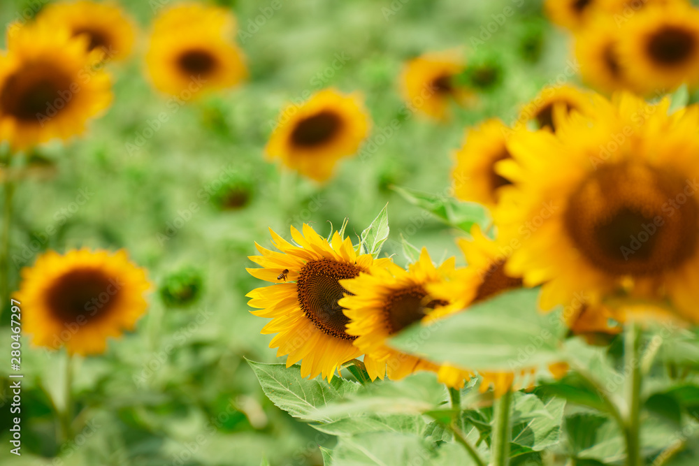 Obraz premium Sunflower field - bright yellow flowers, beautiful summer landscape
