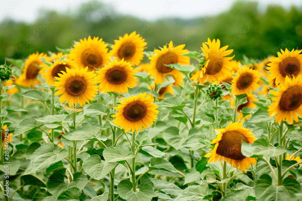 Fototapeta premium Sunflower field - bright yellow flowers, beautiful summer landscape