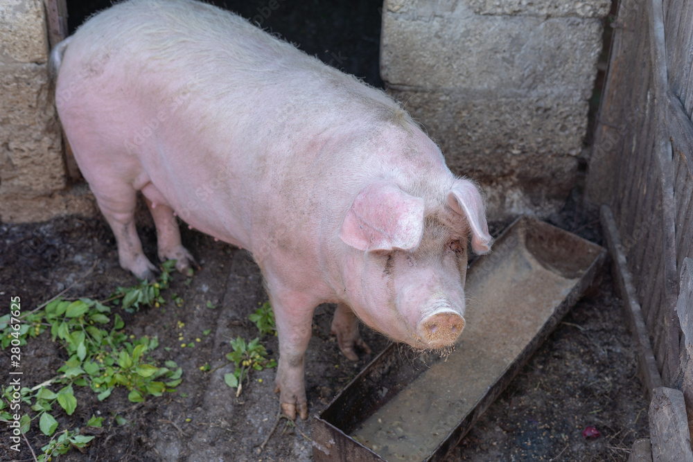 Dirty pink pig in pigsty eating, standing at feeder and looking to camera. Pigs ecology farm. Pork meat industry. Big sow in slaughterhouse. Animal rights. Dirty pink pig in pigsty eating, standing at feeder and looking to camera. Pigs ecology farm. Pork meat industry. Big sow in slaughterhouse. Animal rights.