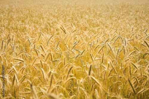 A sprawling field of wheat in a Vermont farm field.