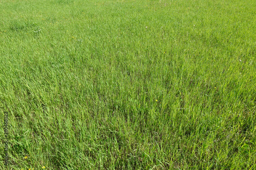Green grass texture from a field. Natural green background