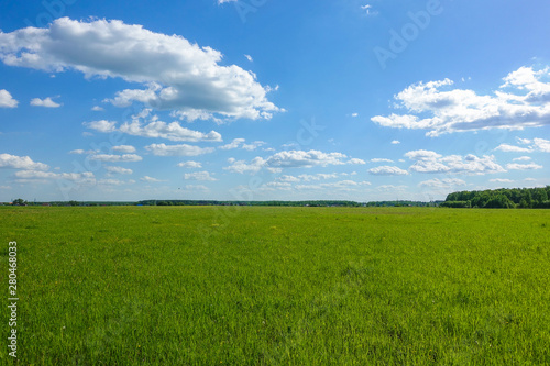 Beautiful landscape. Green grass field and blue sky with white clouds.