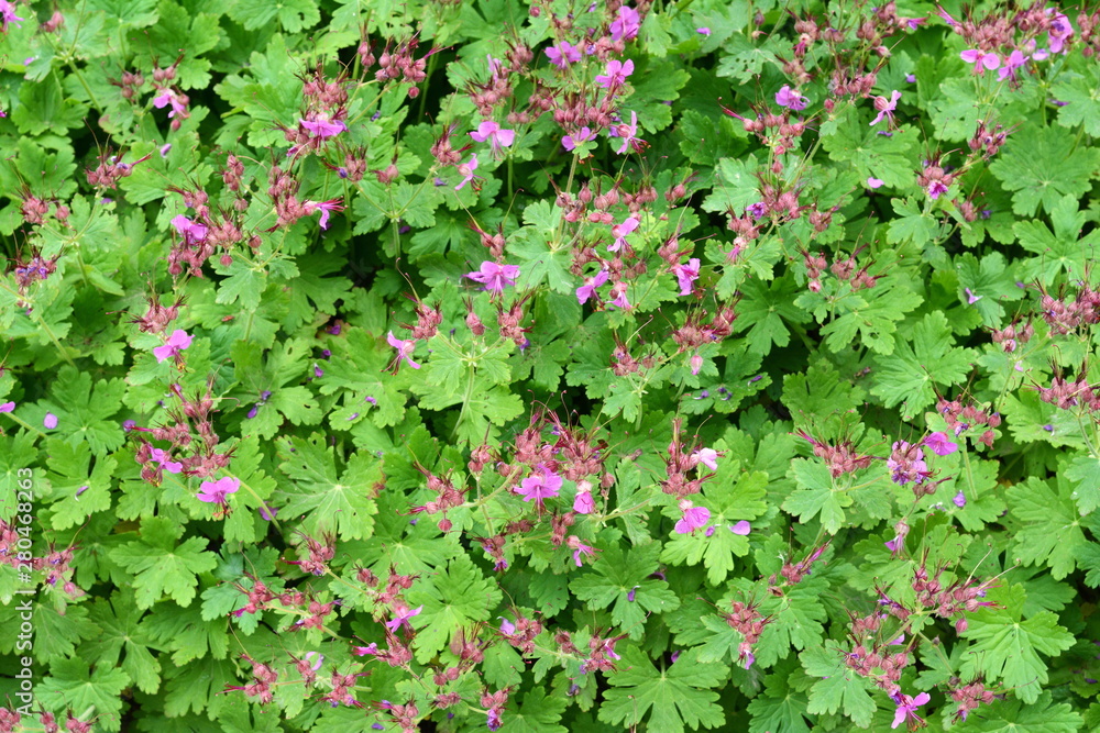 Rock Cranes-Bill, Hardy Geranium, Wild Geranium 'Czakor' (Geranium macrorrhizum) Rock Cranes-Bill, Hardy Geranium, Wild Geranium 'Czakor' (Geranium macrorrhizum)