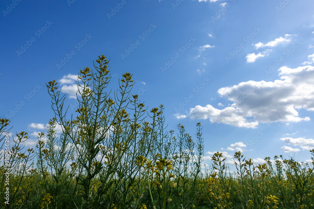 Obraz premium Chamomiles against the blue sky, view from below