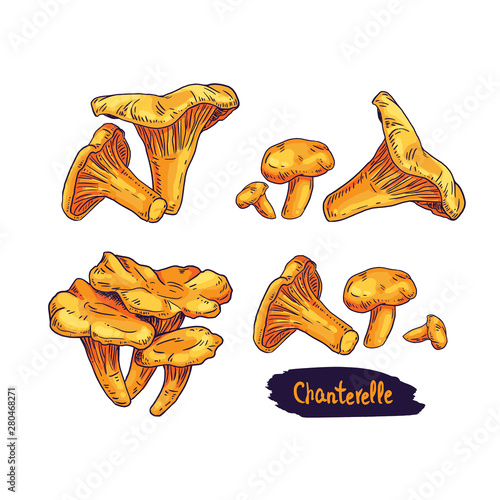 Chanterelle mushroom hand drawn vector illustration. Sketch food drawing isolated on white background.