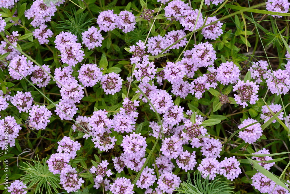 Flowers of thyme in natural environment. The thyme is commonly used in cookery and in herbal medicine. Flowers of thyme in natural environment. The thyme is commonly used in cookery and in herbal medicine.
