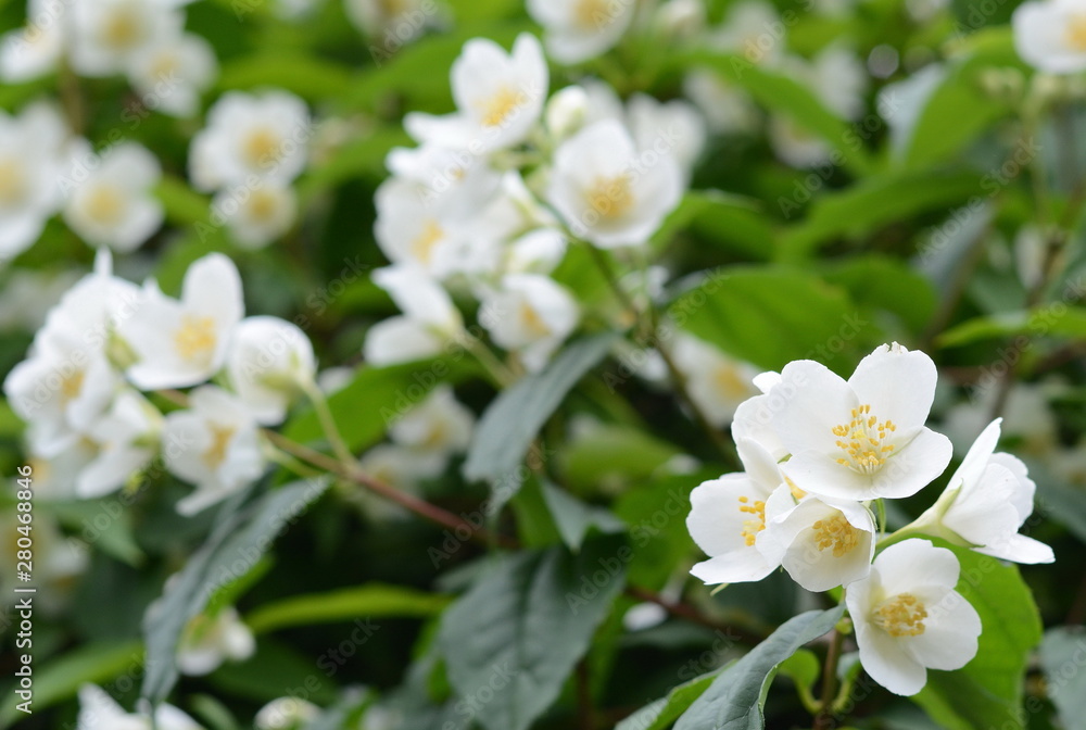 Natural background with green leaf and white jasmine flowers on a bush. Natural background with green leaf and white jasmine flowers on a bush.