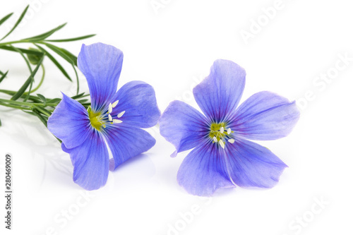 Fototapeta Naklejka Na Ścianę i Meble -  Flax blue flowers isolated on white background