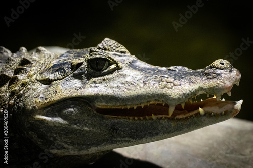 Close up Alligator or crocodile smiles and shows her teeth