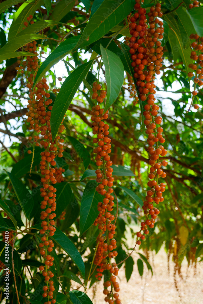 Wild tree seeds in rural countryside of Guatemala, detail of fruits, Central America