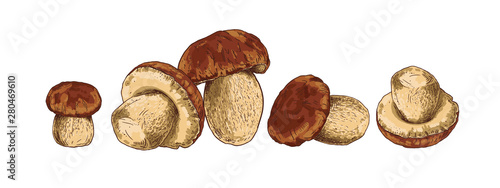 Mushroom boletus hand drawn vector illustration. Sketch food drawing on a white background.