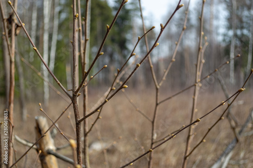 Not blooming buds on the bushes in the park in spring © Андрей Афимьин