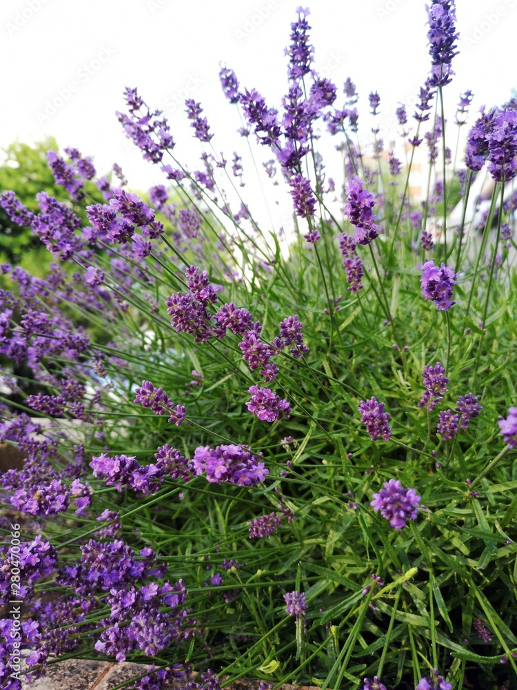 Obraz premium Lavander flowers (Lavandula)