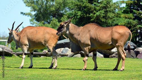 Quadro su tela The common eland, also known as the southern eland or eland antelope, is a savan