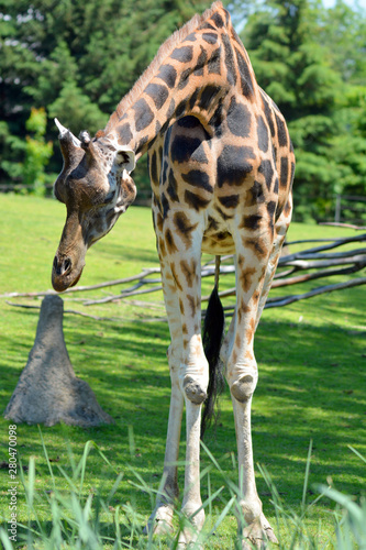 The giraffe close up (Giraffa camelopardalis) is an African even-toed ungulate mammal, the tallest of all extant land-living animal species, and the largest ruminant.