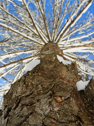 Fototapeta Naklejka Na Ścianę i Meble -  Closeup of a snowy skeleton of a tree