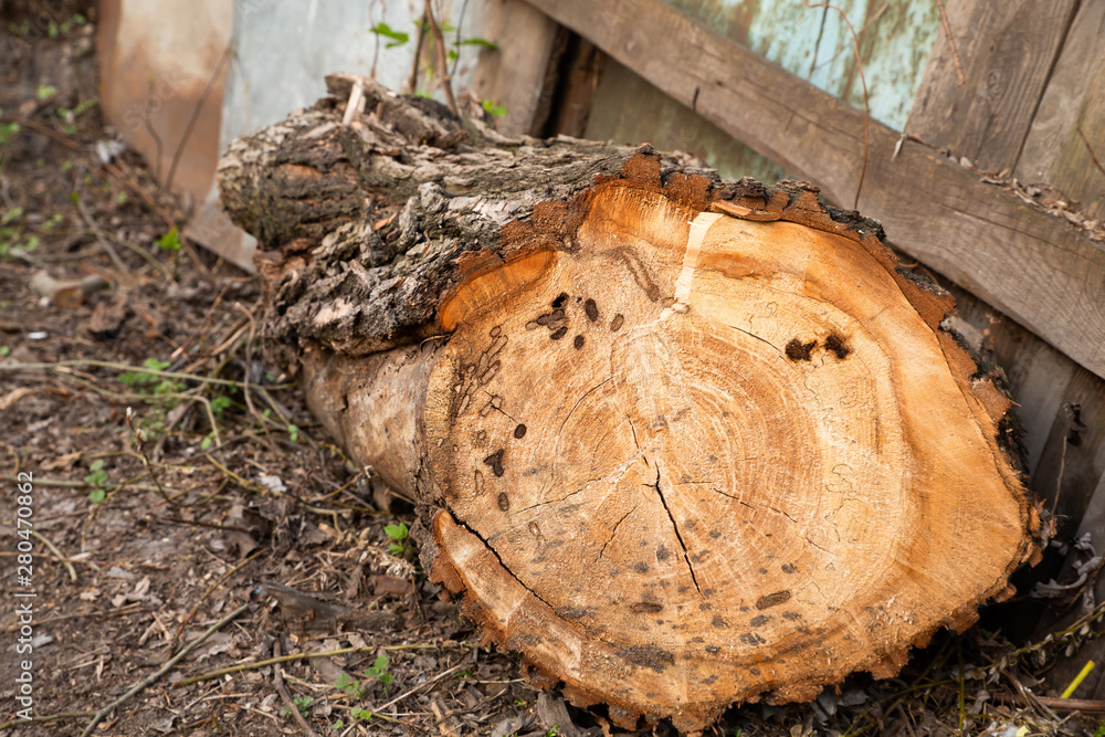 Cutting down trees. Sawn log lying on the earth. Cutting down trees. Sawn log lying on the earth.