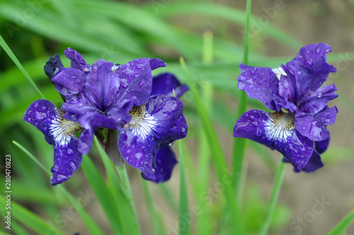 Irises flower in the spring
