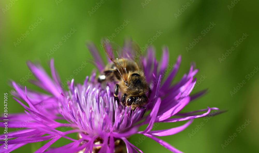 A little honey bee is sitting on a purple meadow flower in front of green background A little honey bee is sitting on a purple meadow flower in front of green background