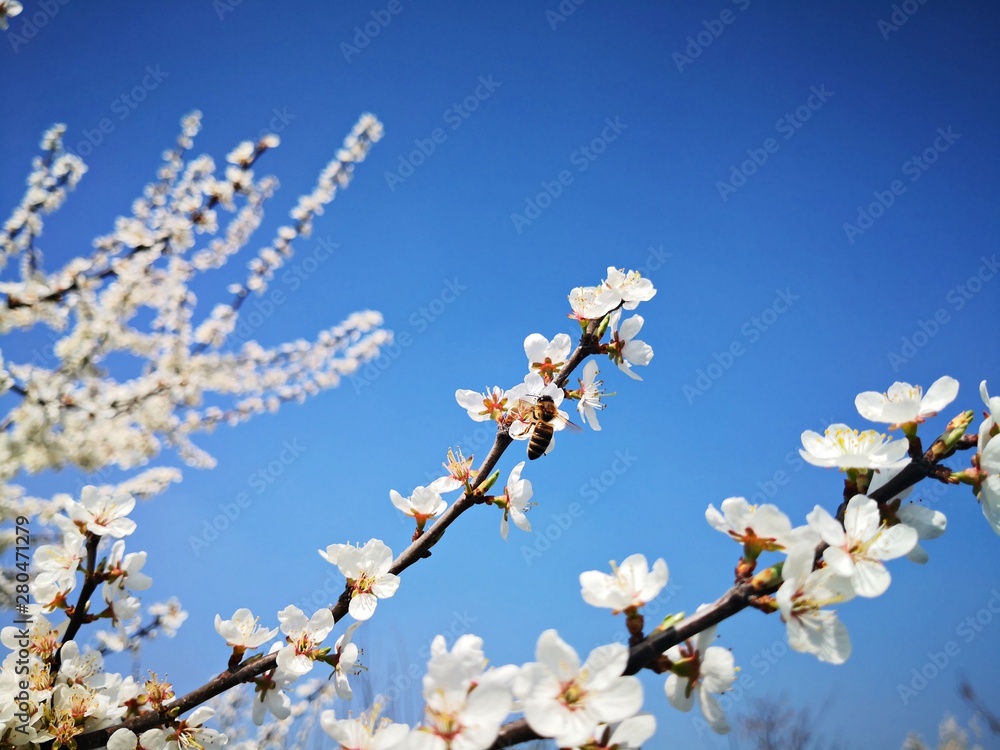 Spring in the orchard - blossom trees - flower details