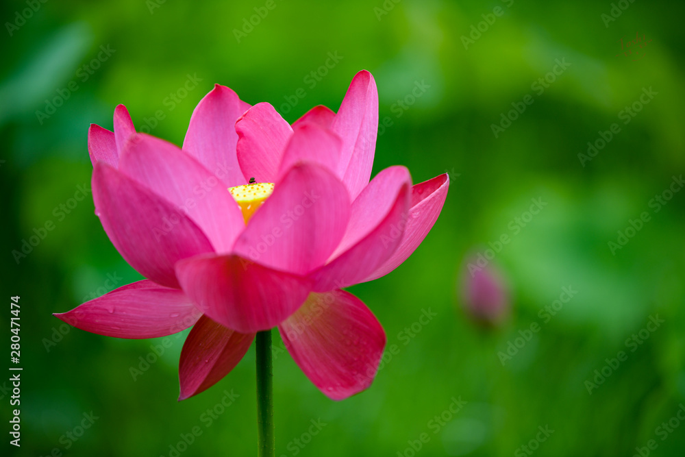 pink lotus flower in pond pink lotus flower in pond