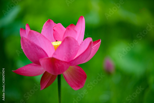 pink lotus flower in pond