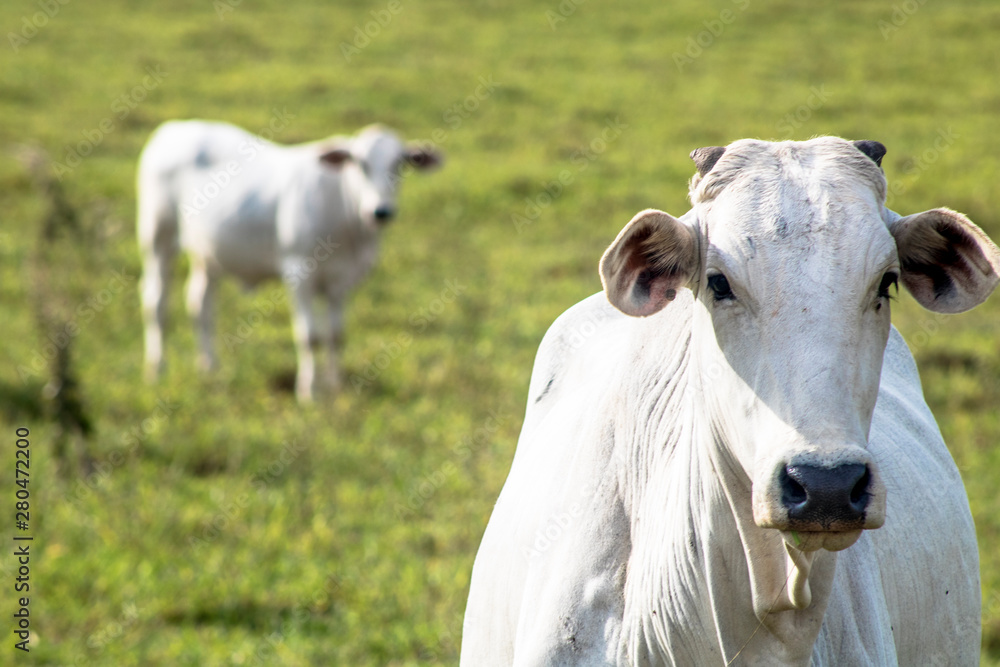 Herd of Nelore cattle grazing in a pasture Herd of Nelore cattle grazing in a pasture
