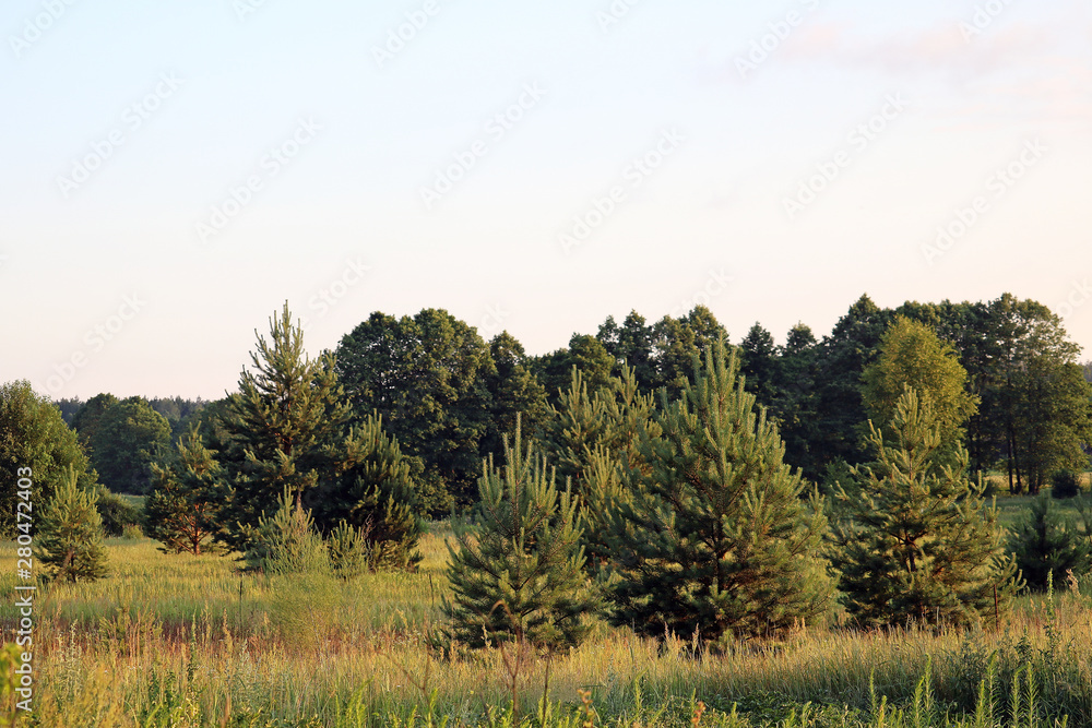 evening in nature evening in nature