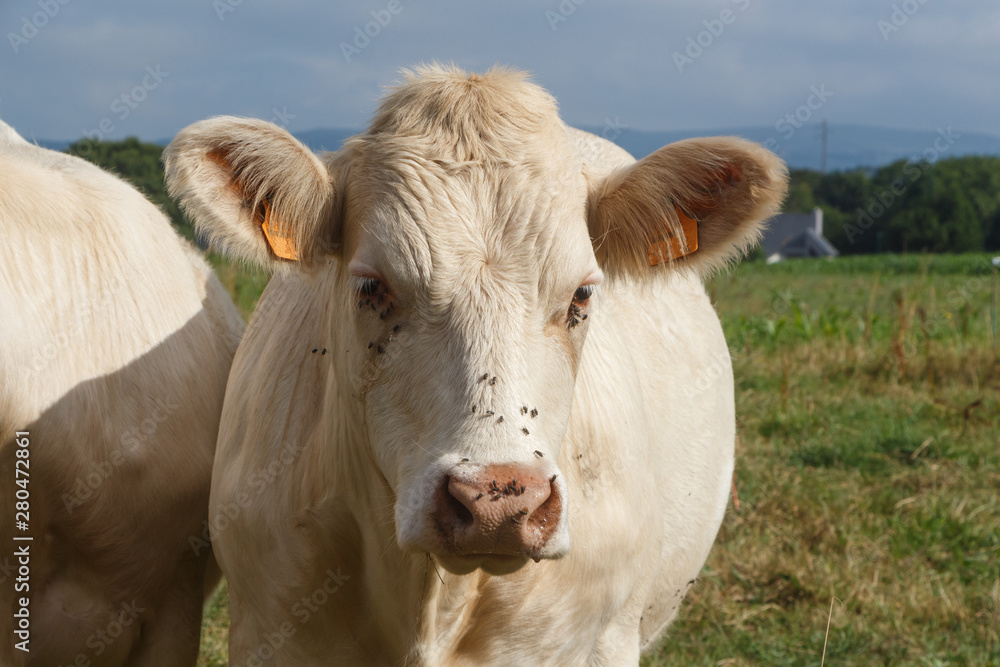 Close-up on a charolaise cow in a field in Brittany