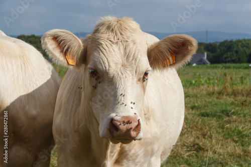 Close-up on a charolaise cow in a field in Brittany © oceane2508