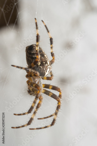 Spider on Web © Matthew